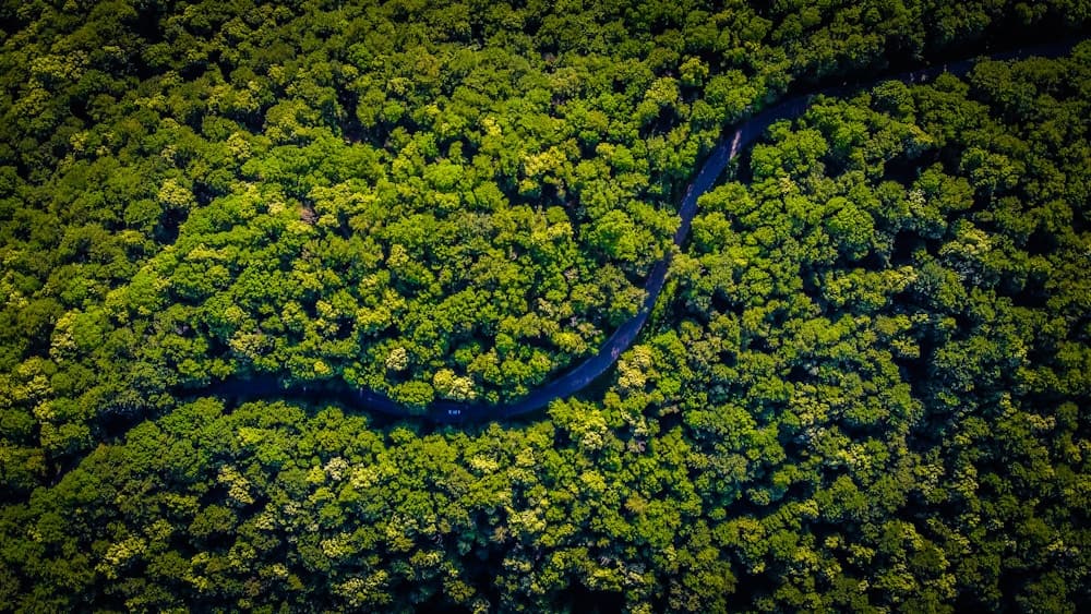 Aerial view of a thriving green canopy